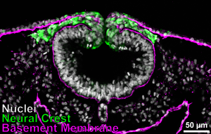 Neural crest cells are labeled in green as they migrate out of the neural tube (labeled gray by DAPI to stain nuclei). Visible are the laminin-rich basement membranes in magenta.